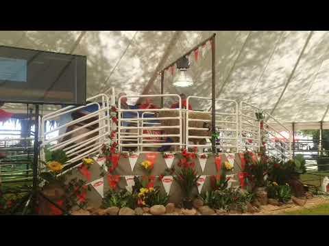 Andrew Jordaan & Seuns Merino en Dormer veiling, die 2de helfte.