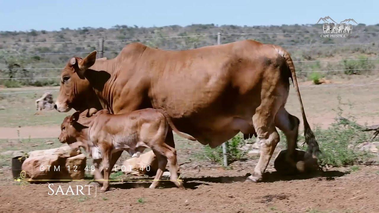 Prestige National Boran Auction Lot 40 - CTM 12 48 - Saartjie
