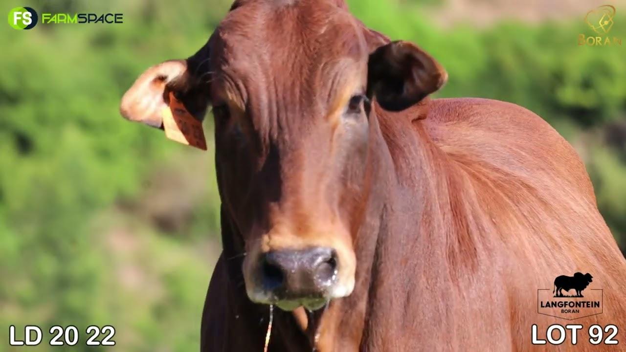 Lot 92 | LD 20-22 | Langfontein Borane | Road to the Boran National Auction | 15 July 2023