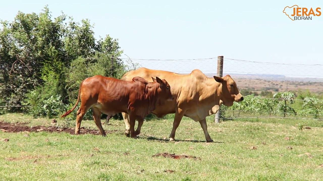 Jeras Alliance Boran Auction AJB 13 12