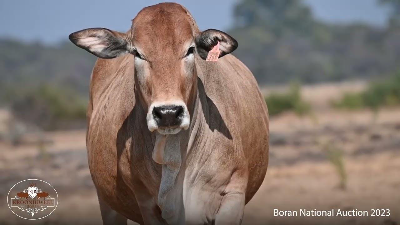Lot 101 | KJB 18-161 | Kroonjuweel | Road to the Boran National Auction | 15 July 2023