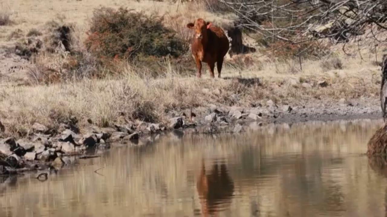 RED 18-1001 | Blackwoods Droughtmasters | Droughtmaster Eastern Club | 14 September 2023