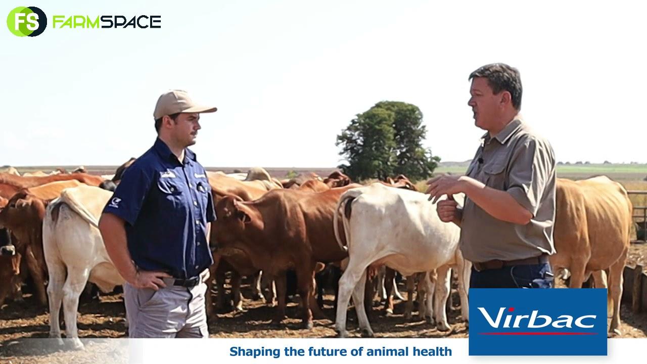 Pierre and Danie from Virbac discuss Strip Grazing
