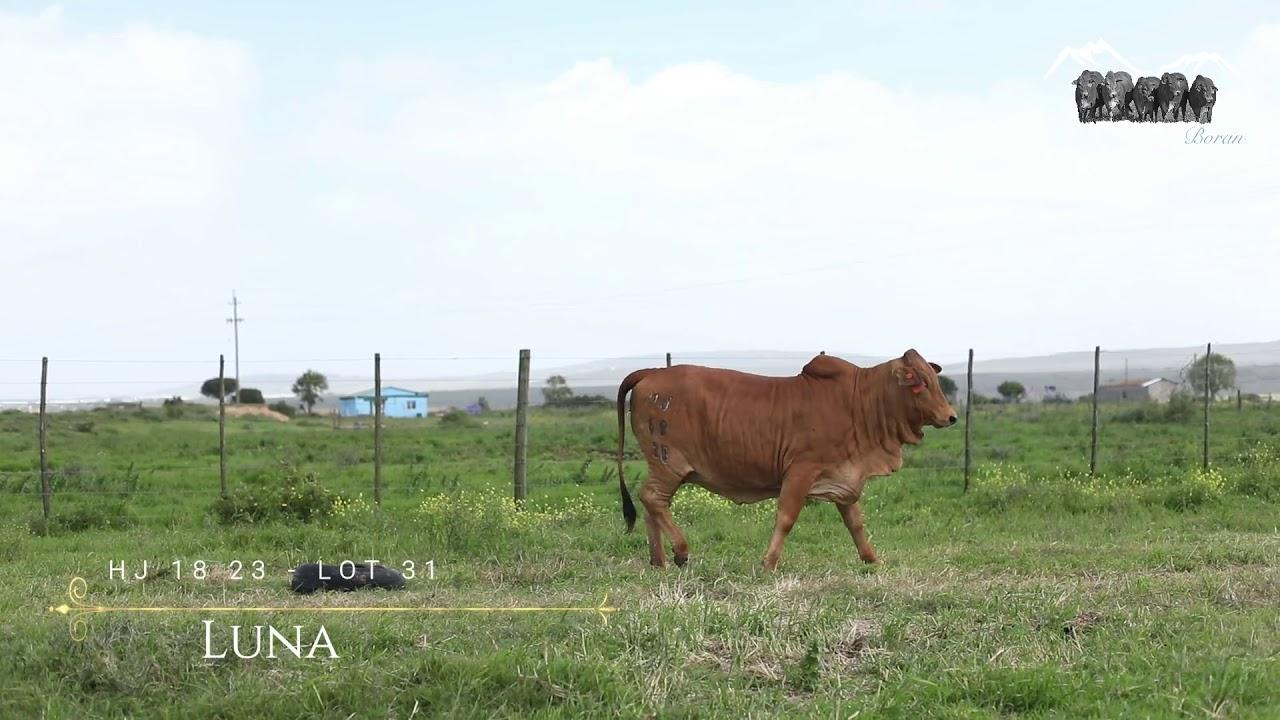 Prestige National Boran Auction Lot 31 - HJ 1823 - Luna