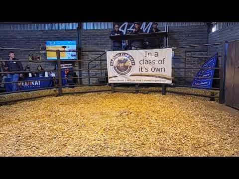 Grassfields Beef en Droughtmaster Veiling 2023