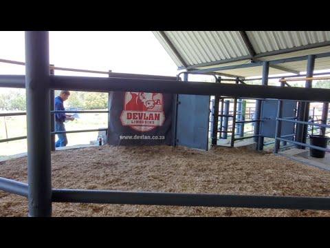 Devlan Limousin 30th Anniversary Auction