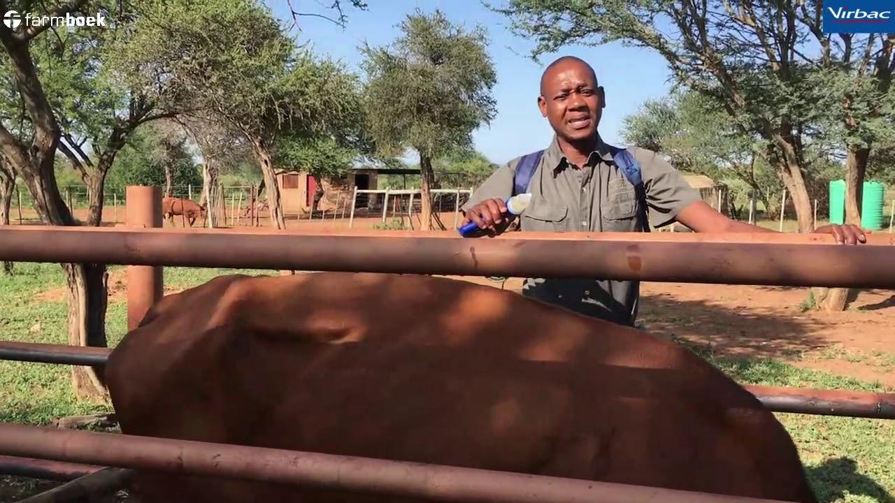 Amipor 5L with Applicator with Hans from Virbac