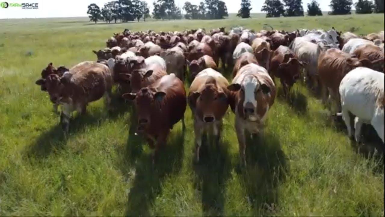 Collaboration Boran Auction - 3 Februarie at The Bull Ring. A must for any serious Boran Breeder.