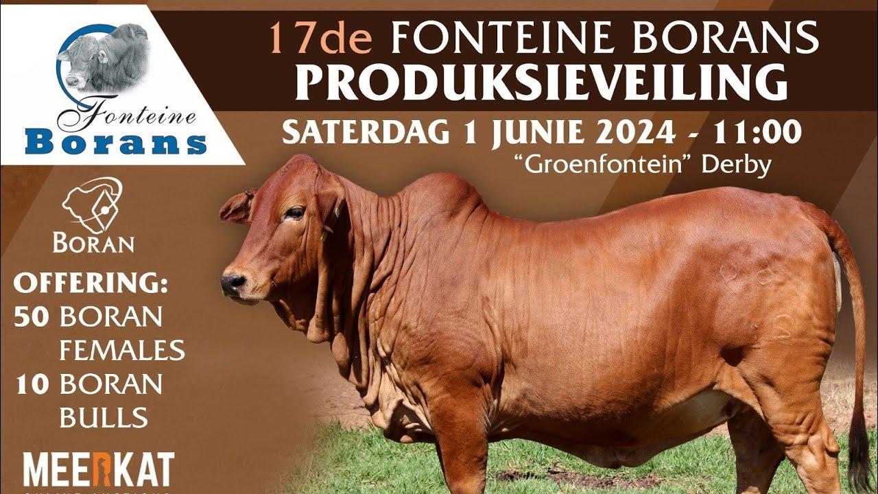 Fonteine Boran Auction, 17th Production Auction