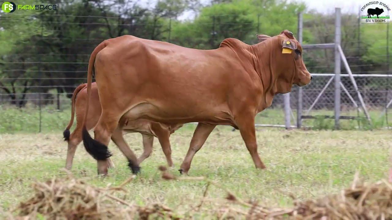 Olifantsklip Boran presents CP 19-28 with heifer OLI 22-52(born out if Midnight) at the Ntaba Nyoni