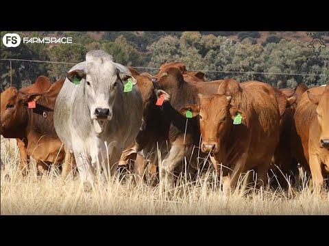 Many of the famous names in the Boran industry come from the Vastrap herd, Quentin tells us more.