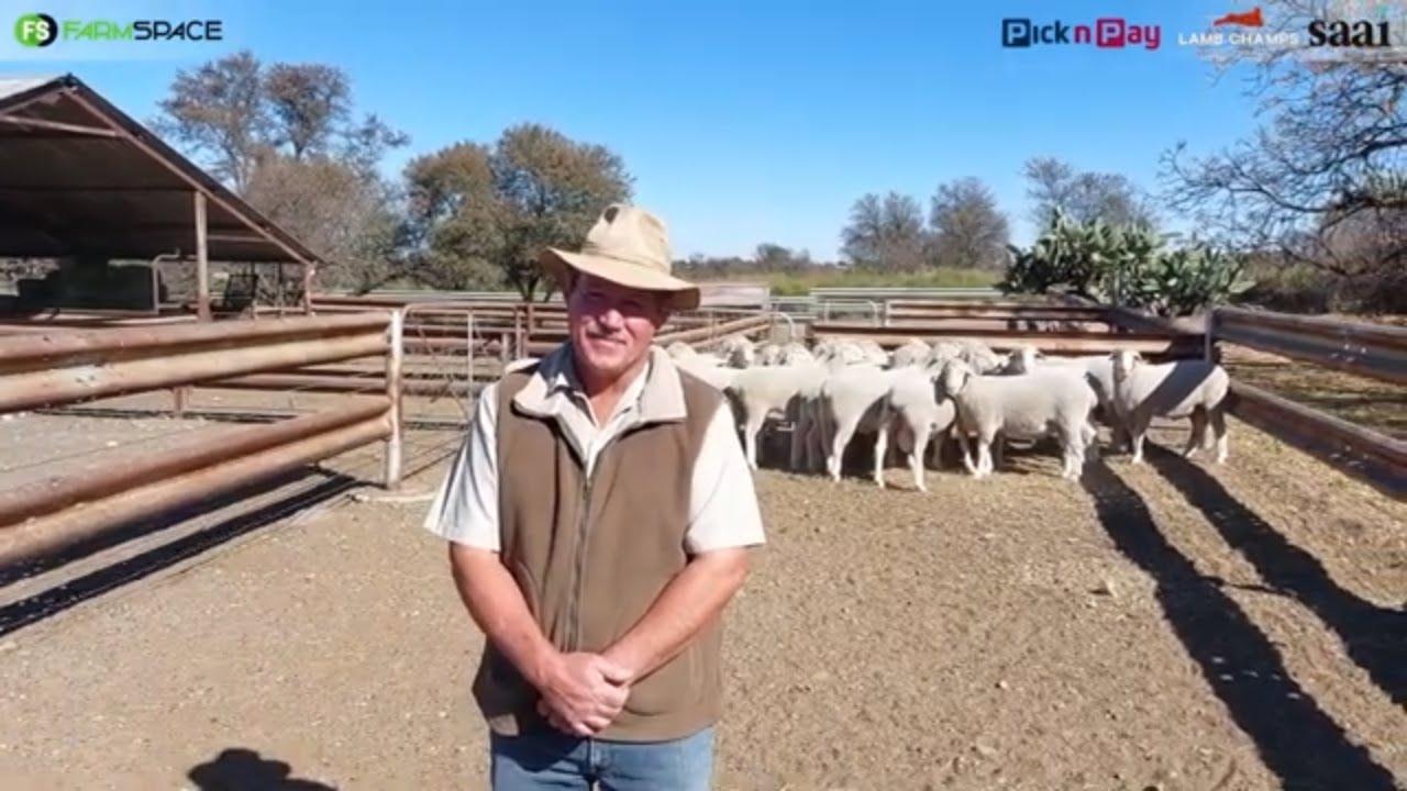 Ben du Plessis het 'n Merino Landskaap ingeskryf vir Lamb Champs 2024. Hoekom glo hy in hierdie ras?