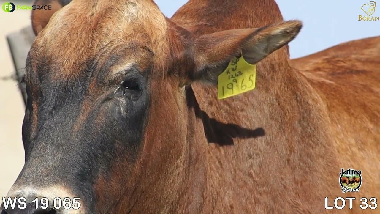 Lot 33 | WS 19-65 | Jabea Borane | Road to the Boran National Auction | 15 July 2023