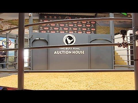 Mpumalanga Boran Auction Live From The Bull Ring