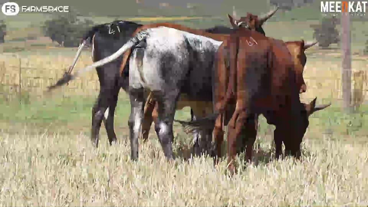Regainer Nguni Auction Presents - Lot 41 (Commercial)