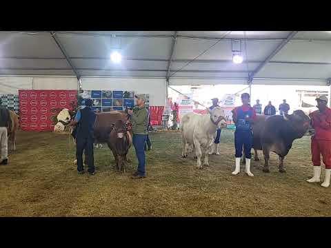 Interras Kompetisie Bloemskou 2023 - Video 3