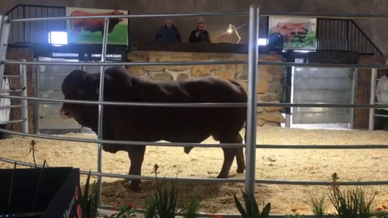 Live from VOVA Genetics for their Heart of the herd Sale!