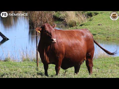 Grassfields Beef & Africa Droughtmasters Auction 15 June. Some of the TOP stud females are on offer.