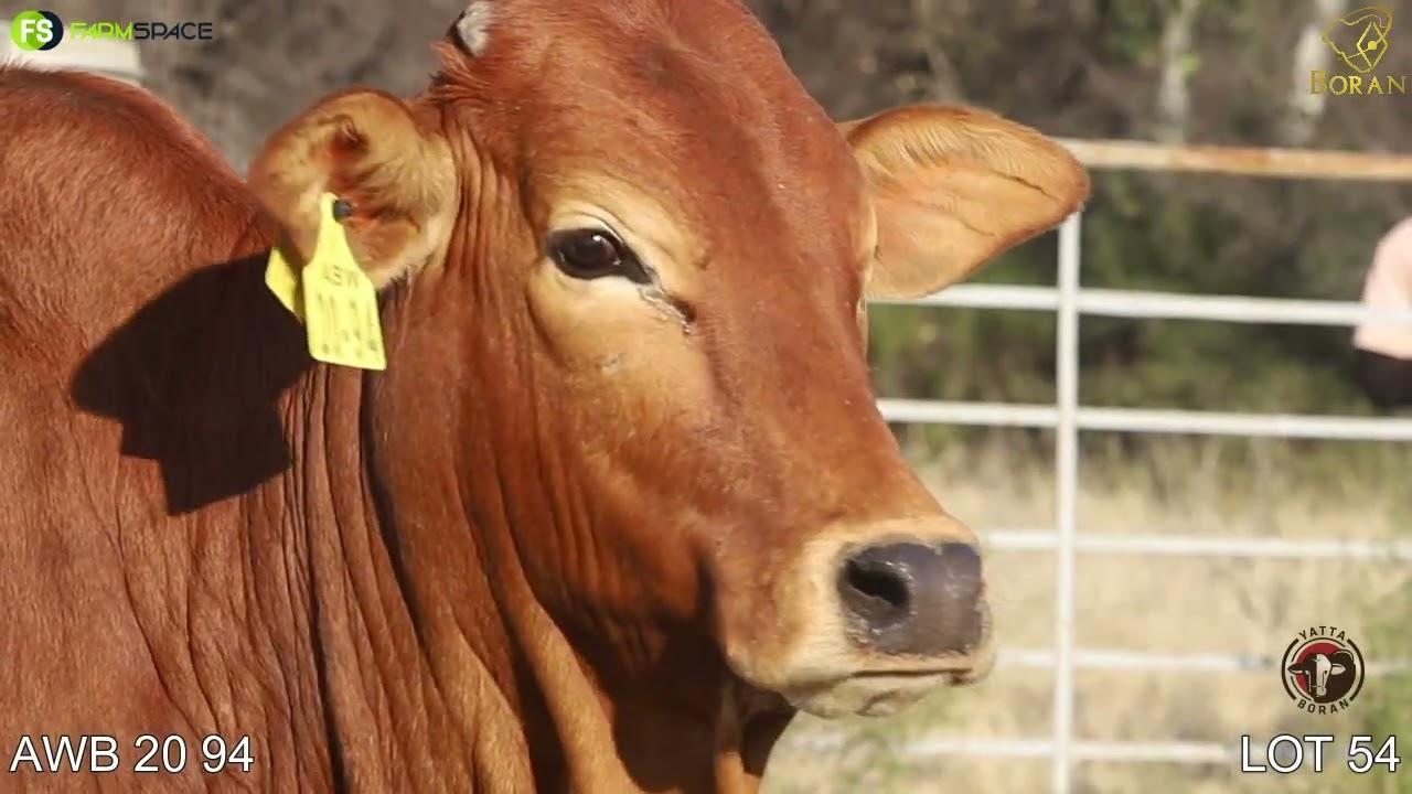 Lot 54 | ABW 20-94 | Yatta Boran | Road to the Boran Nationals | 15 July 2023