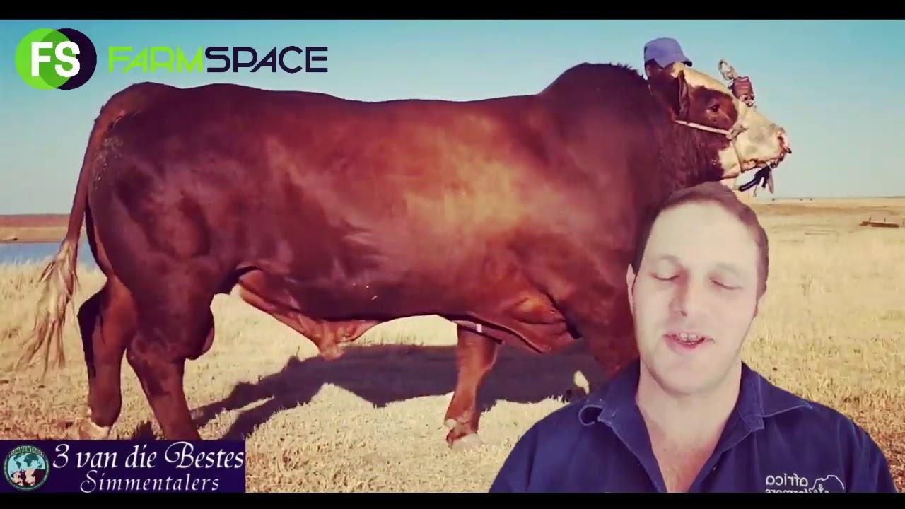 3 van die beste Simmentaler veiling 16 September