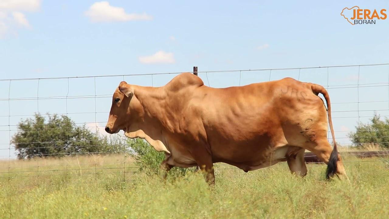 Jeras Alliance Auction JRS 12 16 F