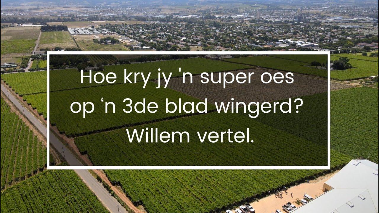 Hoe kry jy 'n super oes op 'n 3de blad wingerd? Willem vertel ons.