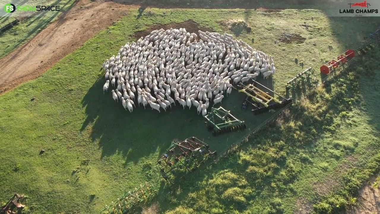 Stefan Scot vertel ons meer oor die proses met sy vleis Merino