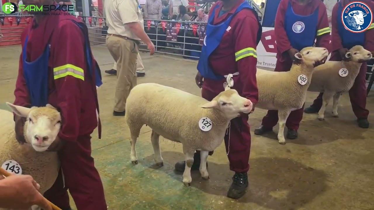Hoe evalueer jy 'n junior ooi by 'n kampioenskap?
