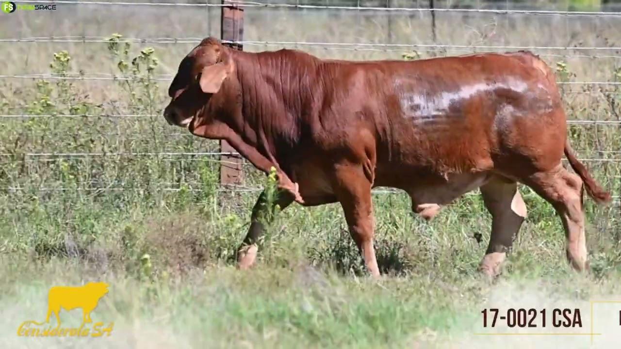 Lot5, 170021 CSA is 'n goeie voorbeeld van 'n funksionele  ekonomiese Droughtmaster in Suid-Afrika.