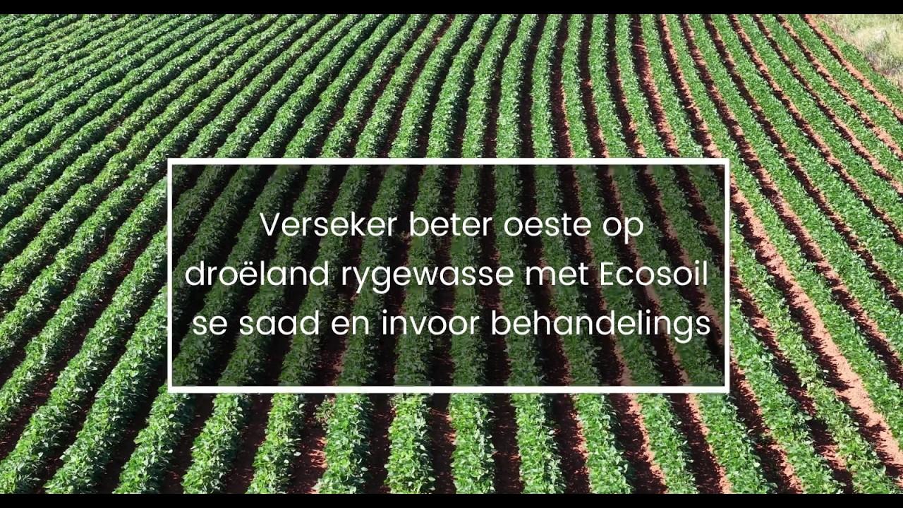 Verseker beter oeste op droëland rygewasse met Ecosoil se saad en invoor behandelings!