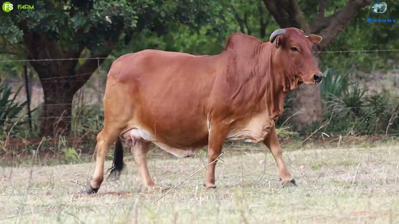 Fonteine Borans presents FN 14 31: Excellent EBV"s, good capacity out of proven genetics