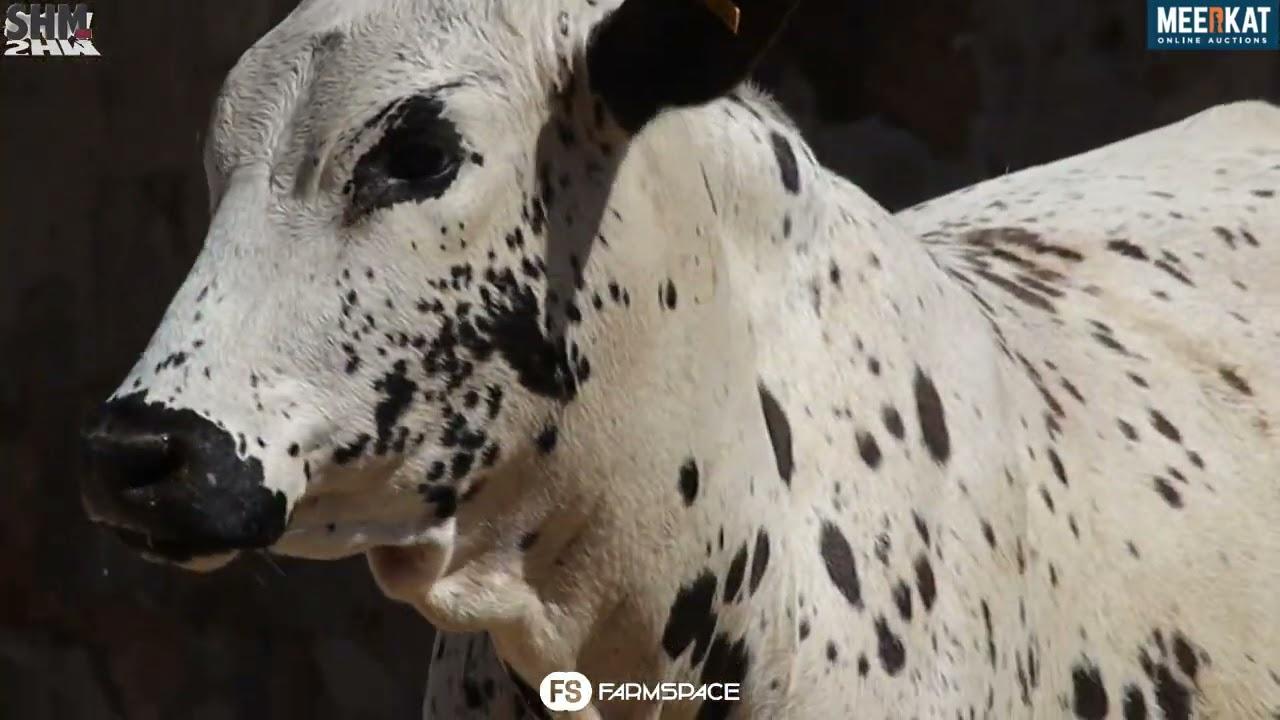Gariep Nguni's bied aan Lot 50 - FB 20-5 by die Nguni Regainer Groep Veiling, 13 Oktober.