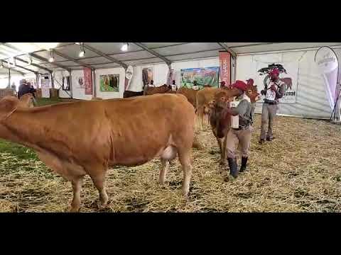 Limousin National Championship 2022: Class 4 - Mother & Daughter