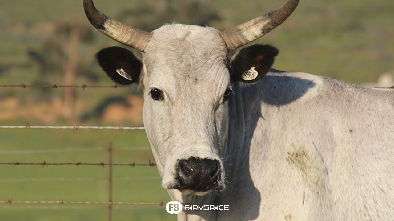 Exsteen Nguni's bied aan Lot 63 - BB 11-095 by die Nguni Regainer Groep Veiling, 13 Oktober.