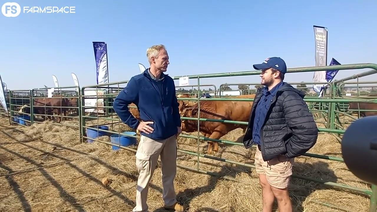Ons gesels met Rudi oor hoekom hy met Limousin teel asook wat hy na die OTVL veiling gebring het.