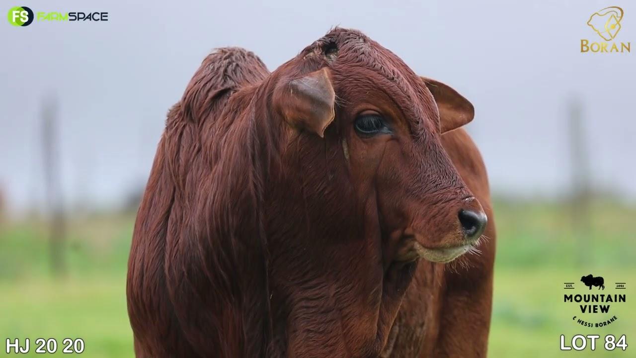 Lot 84 | HJ 20-20 | Hessi Borane | Road to the Boran National Auction | 15 July 2023