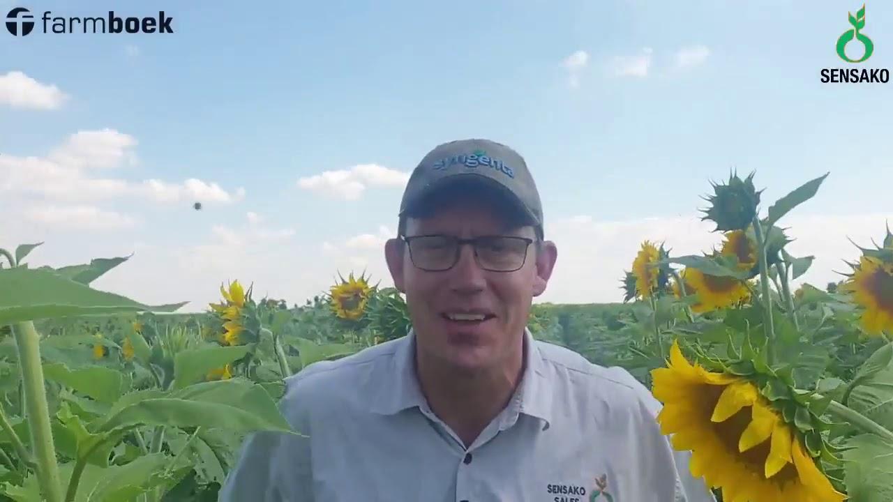 Sunflower Series - Fertilization - Sensako and Syngenta