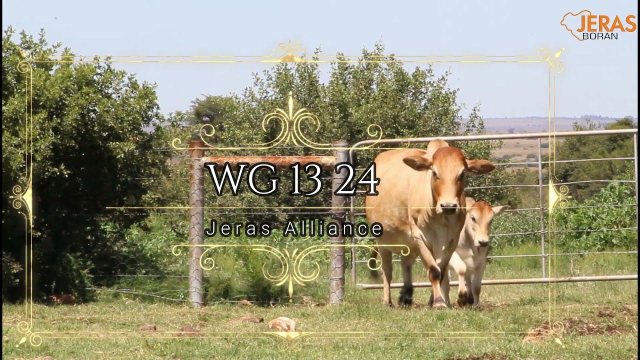 Jeras Alliance Auction WG 13 24