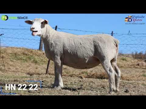 Pinnacle Studs bied met trots HN 22-022 by die Vrystaatse Genetiese Groep Veiling aan.