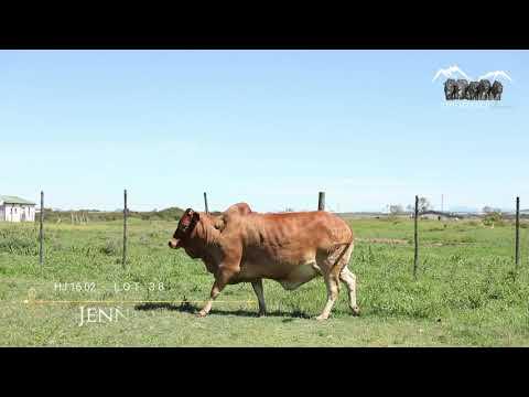 Prestige National Boran Auction Lot 38 - HJ 1602 - Jenny