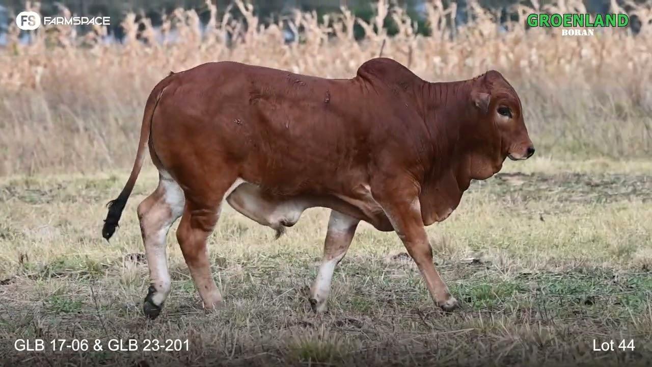 Lot 44 | GLB 17-06 | Groenland | Road to the Boran National Auction | 15 July 2023