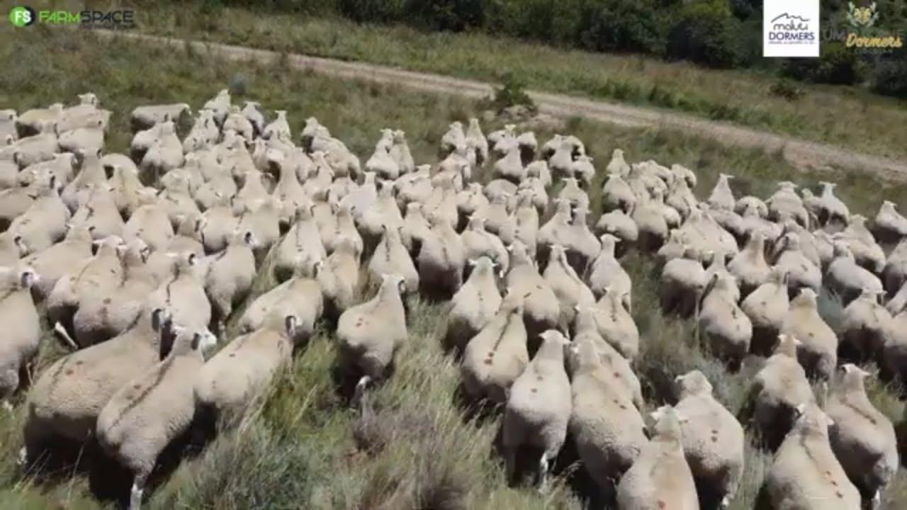 Umpukane Dormers - 20 SP Ramme, 20 SP ooie, 160 kommersiële ooie Maluti Dormer Veiling 2024