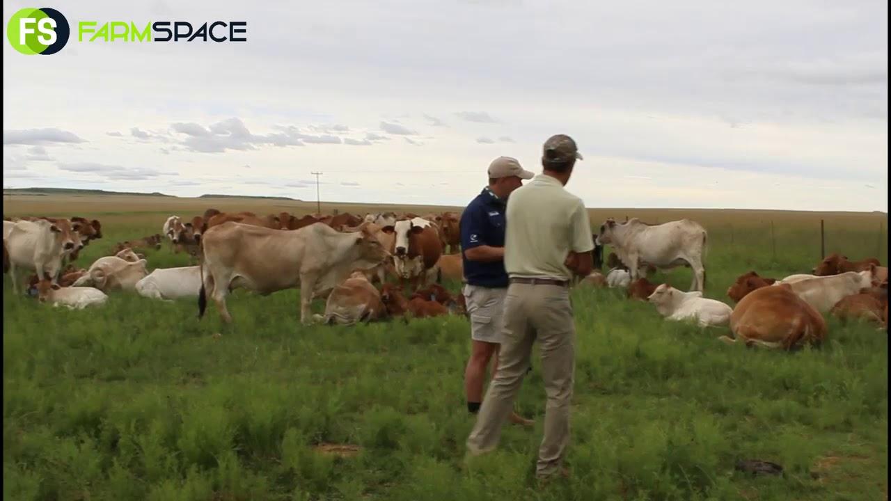 Zippo Lamprecht oor sy veiling en prestasie as LNR Kudde van die jaar.