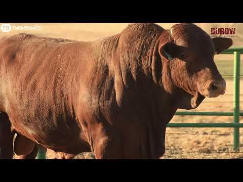 Niel Durow from Durow Droughtmasters talks to us about their auction on the 18th of August.