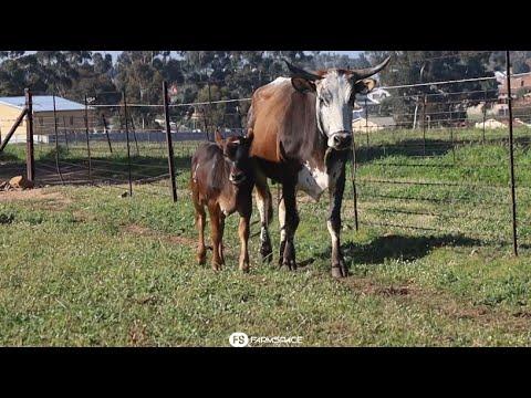 Exsteen Nguni's bied aan Lot 43 - EX 19-15 by die Nguni Regainer Groep Veiling, 13 Oktober.