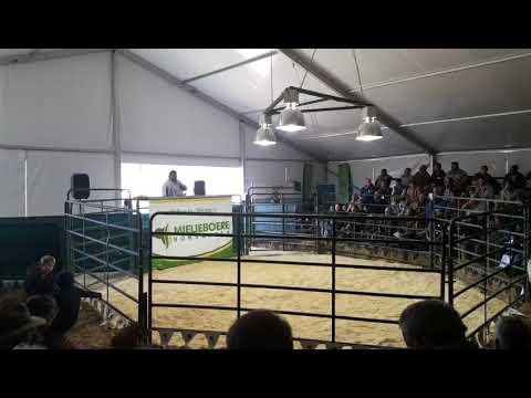 Mielieboere Bonsmaras Auction Live 1