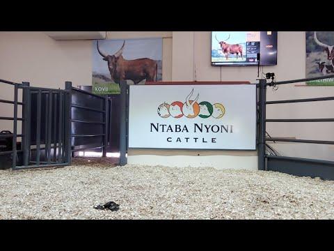 Ntaba Nyoni 2 In 1 Annual Auction