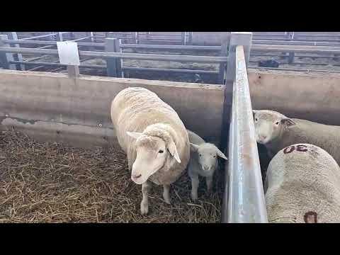 Vrystaat Genetiese Groep Ile de France 2022 Veiling - Oom Bossie
