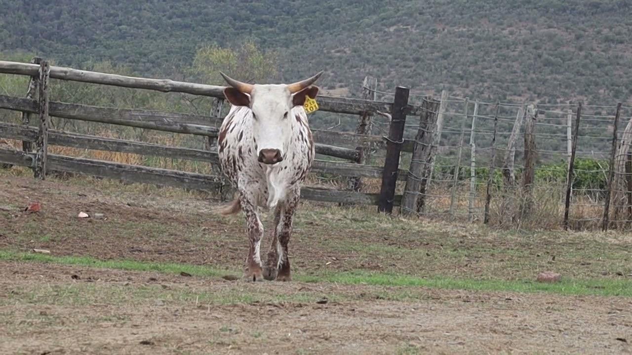 Nguni Regainer Group  Auction Lot 16 - Q 19 101