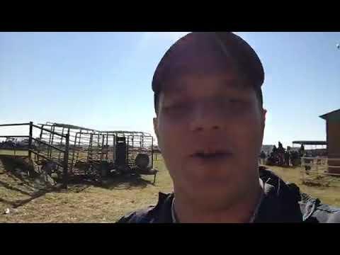 Why is the Simbra Cattle Breed such a good all-rounder?! - Nampo 2019